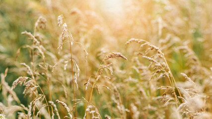 Summer background with dry stems and spikelets of grass