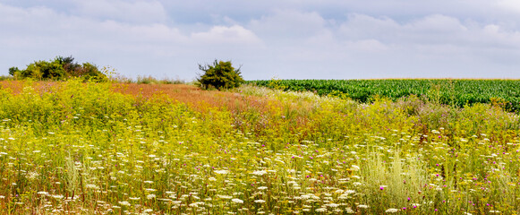 Field with wildflowers, herbs and trees in the distance