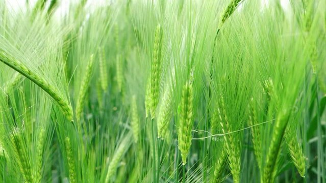 Young green wheat ears crops swaying in slow motion