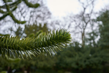 Branch of a Monkey Puzzle tree