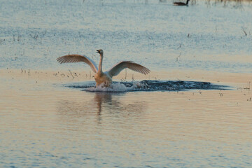 Fototapeta premium Whooper swan (Cygnus cygnus) landing on water
