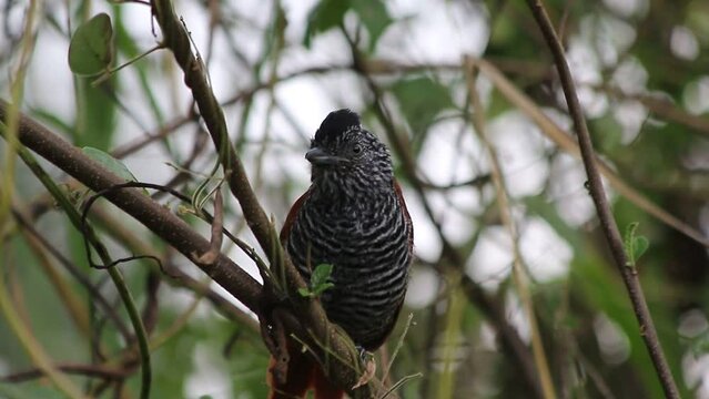 Chestnut-backed Antshrike