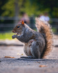 Squirrel - Central Park - New York