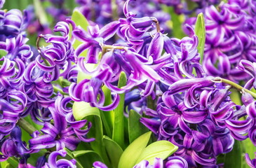 Blooming Bright Purple flowering Hyacinths