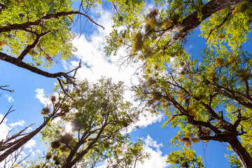 Alberi ripresi dal basso su sfondo cielo 
