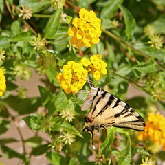 farfalla