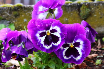 Purple violas with dew drops. Selected focus. Close up