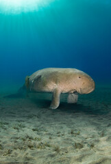 Diving with rare sea cow male in a Red Sea of Egypt