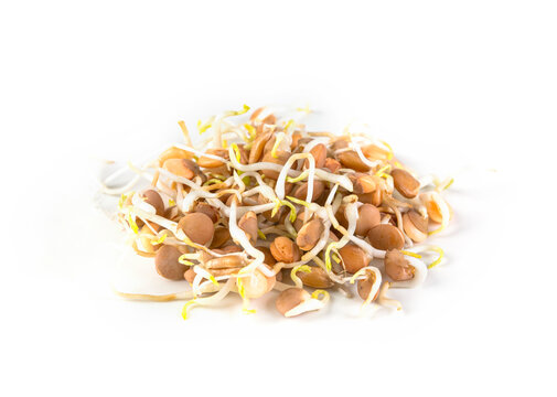 Lentil sprouts