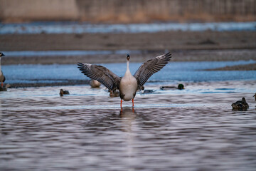 When winter comes, geese forage freely, swim and fly in groups in the river.