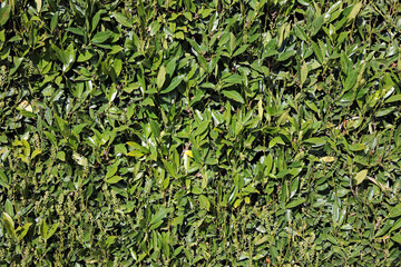 Lorbeerhecke frisch geschnitten