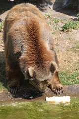 Nahaufnahme Braunbär mit Weissbrot