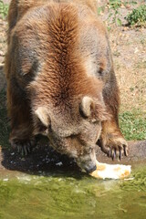 Nahaufnahme Braunbär mit Weissbrot