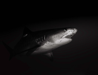 Dangerous tiger shark black and white 