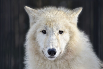 Obraz na płótnie Canvas region wolf canis lupus