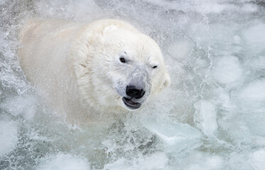 polar bear in water