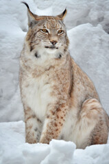 lynx in the snow