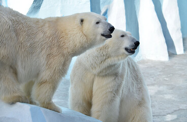 Naklejka na ściany i meble polar bear on the ice