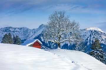 Winter - Allgäu - Alpen - Malerisch - Baum - Schnee - Panorama