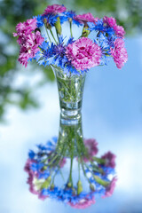 Bouquet of beautiful flowers of blue Cornflowers and pink Carnations. Pink Carnations and blue Cornflowers on green background. Beautiful floral background. Postcard. Flowers in a transparent vase