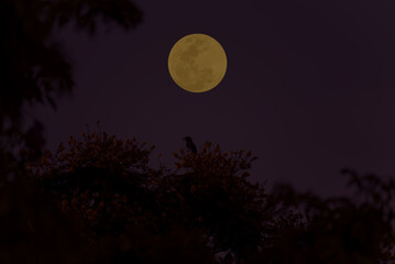 Naklejka na ściany i meble Full moon with tree branch silhouette in the dark night.