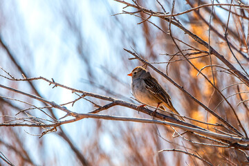 House Sparrow