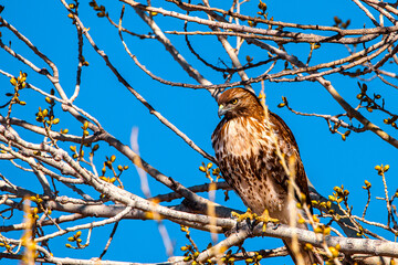 Red Tailed Hawk in a tree