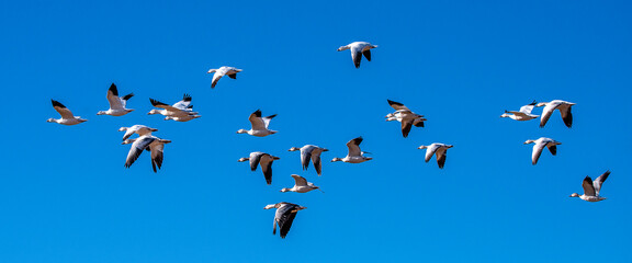 Snow Geese in flight