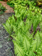 Path With Green Ferns