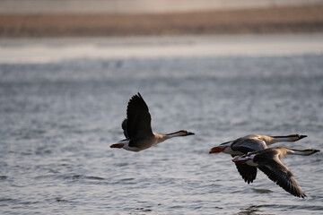 When winter comes, geese forage freely, swim and fly in groups in the river.