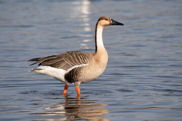 Naklejka na ściany i meble When winter comes, geese forage freely, swim and fly in groups in the river.