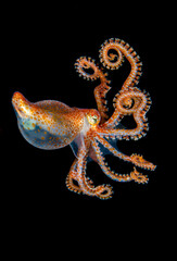 Orange and transparent tiny octopus flying in the deep © Margarita Hranovska