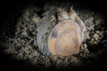 Small octopus hiding in shells
