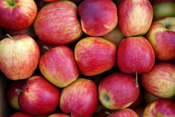 red apples background. pile of fresh apple fruits, natural food texture. new autumn harvest.