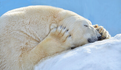 polar bear sleeping on ice