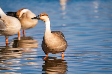 When winter comes, geese forage freely, swim and fly in groups in the river.