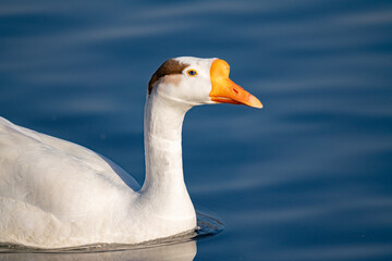 When winter comes, geese forage freely, swim and fly in groups in the river.