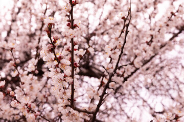 Beautiful branches of a flowering tree against a blue sky.Beautiful sakura flowers in the spring season in the park.texture of a floral pattern, natural background. Blossom trees. Macro.