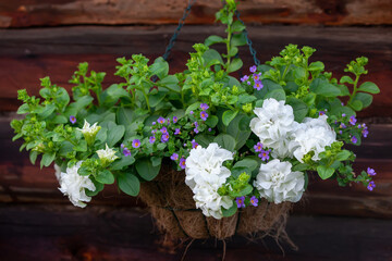 Hanging basket with double white petunia flowers and blue bacopa against a wooden wall.