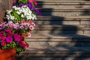 Multi-colored petunias in pots decoration the wooden staircase. Sunlit flowers on a dark wooden staircase, copy space