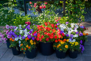 Multicolored bright flowers of petunias, marigolds and roses in pots. Sale of flowers. Flower pots...