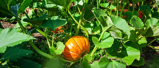 Orange ripe pumpkin among green leaves, banner
