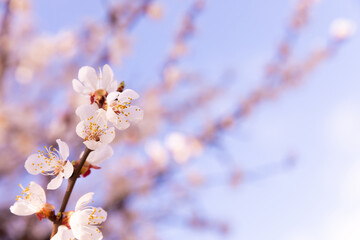 Beautiful branches of a flowering tree against a blue sky.Beautiful sakura flowers in the spring season in the park.texture of a floral pattern, natural background. Blossom trees. Macro.