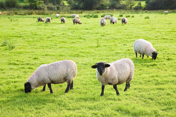 Typical wooly black and white irish sheep grazing on lush green pasture (Ireland)