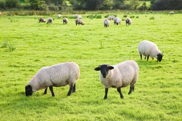 Selbstklebende Fototapeten Typical wooly black and white irish sheep grazing on lush green pasture (Ireland) © Francesco Scatena