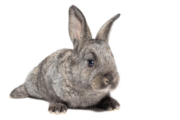 gray fluffy rabbit looking at the signboard. Isolated on white background.