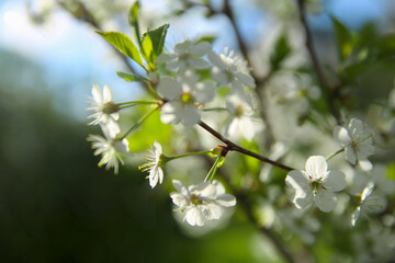 Bokeh flower Background. Cherry flowers on a branch in the backlight. Spring background