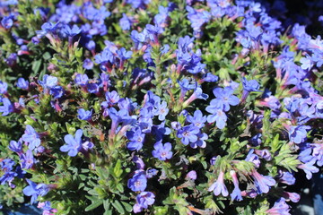 Naklejka premium Kreuzblume