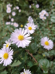 daisies in a garden