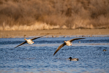 Fototapeta na wymiar When winter comes, geese forage freely, swim and fly in groups in the river.